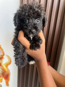 black and White maltipoo