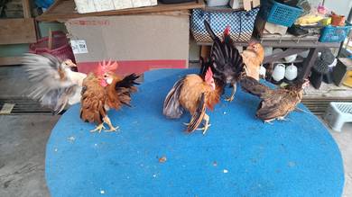ayam serama