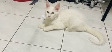 Pure Breed Mainecoon Female