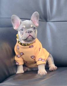 FRENCH BULLDOG PUPPIES 🌻VIP04 Boy~Girl