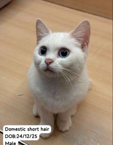 Cat for Sale