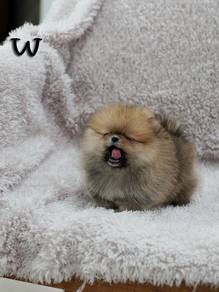 HHHH_P9004 FLUFFY Tiny Pomeranian puppy