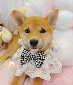 Shiba