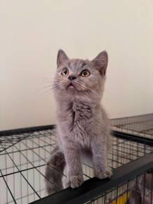 BSH for rehome