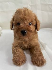 Cavapoo puppy 2