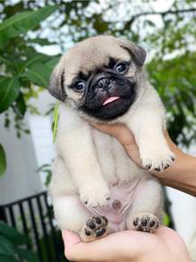 Pug