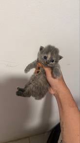 Scottish fold long hair