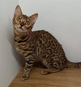 Bengal