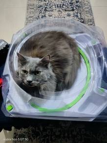 maincoon