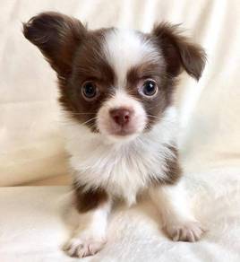 Chihuahua 