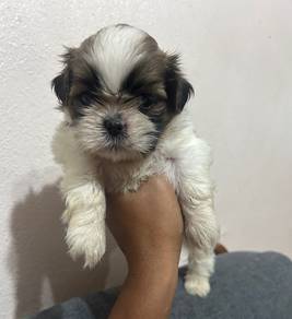 Shizhu Baby, small size