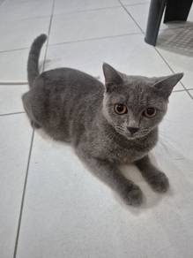 British Short Hair Female 1 Year