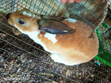 Arnab Minirex 