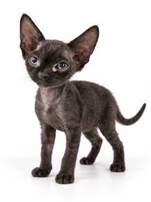 Mr DEVON REX Kucing Import Pure Breed