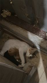 free mak dengan anak 3 ekor
