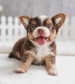 CHIHUAHUA PUPPIES 336 🌷Head Apple Cute Dog