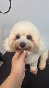 Maltipoo