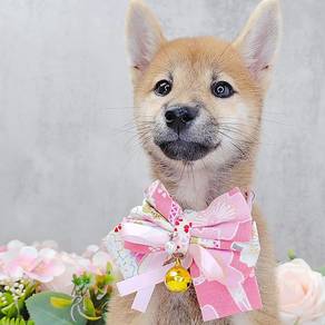 Shiba