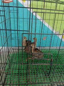 anak burung merak