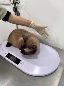 muskin cat male