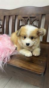 Corgi male with long hair CorgiMale