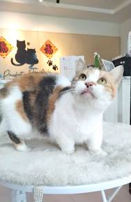 Munchkin Shorthair Calico Female 