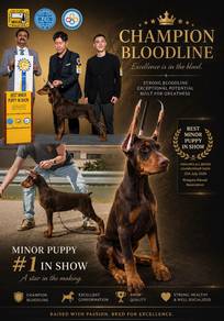 Champion Doberman puppy
