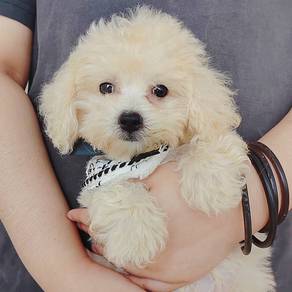 Bichon