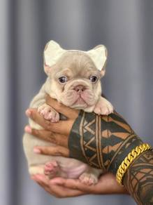 Premium French Bulldog Puppy - Female 020