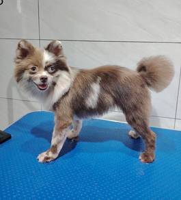 Pomeranian