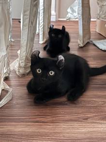 american curl kitten
