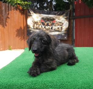 Dachshund mixed Poodle