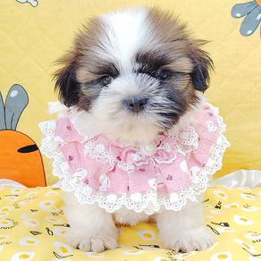 Shih Tzu