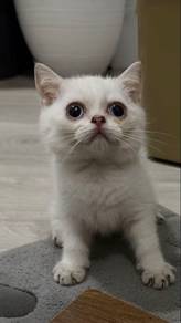 bsh gold point cat kucing