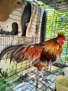 ayam hutan