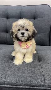 ShichonFather ： Bichon Mother ： Shi htzuF1