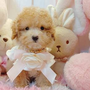 Poodle