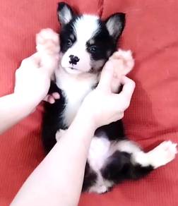 Corgi puppy mka and microchip