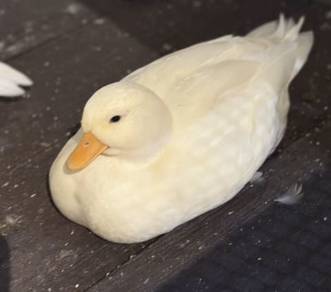 Call Duck
