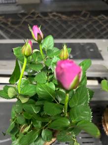 Purple Rose Plant Pokok Mawar