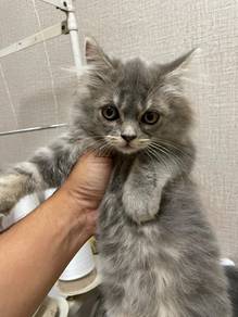 Male Mixed Scottish & BSH Kitten for Sale