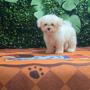 Purebreed Bichon Frise Female Puppy