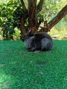 arnab