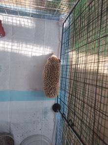 HEDGEHOG  1 pair for SALE