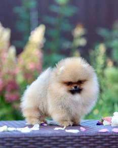 pomeranian v