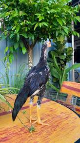 Ayam ratu
