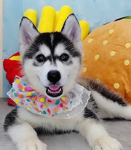 Husky