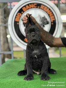 cane Corso with mka 