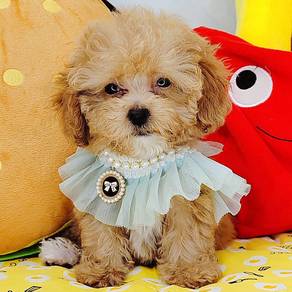 Poodle