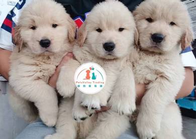 Golden Retriever